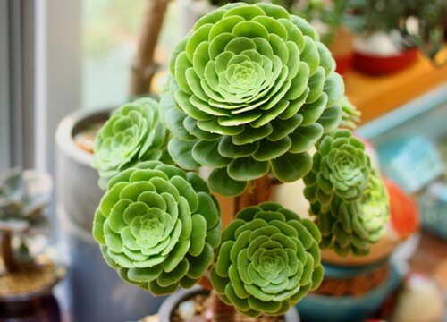 玉龙观音的养殖方法和注意事项