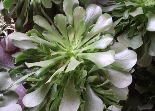 玉龙观音的养殖方法和注意事项