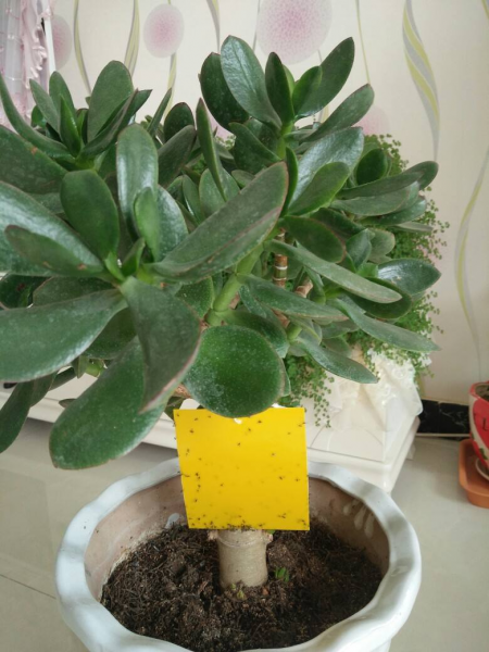 屋里放啥能去除各种虫子