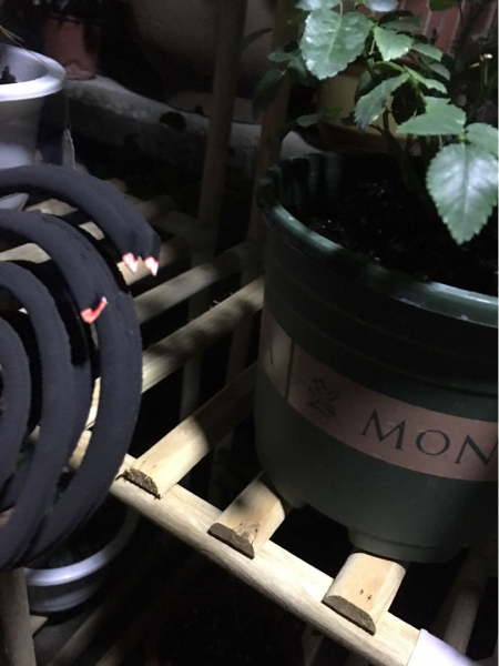 屋里放啥能去除各种虫子