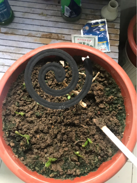 屋里放啥能去除各种虫子