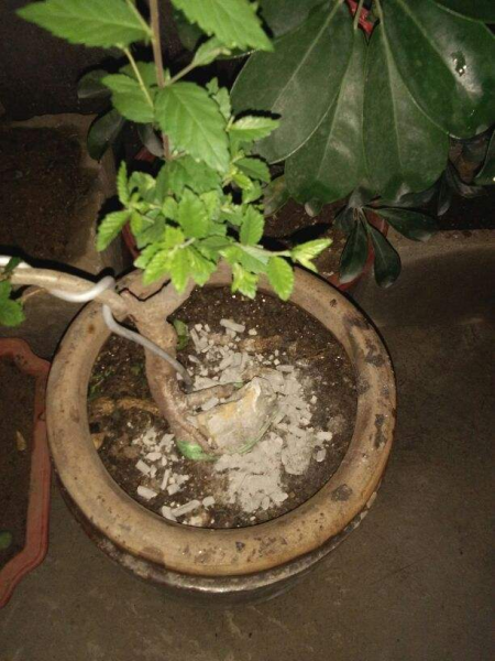 屋里放啥能去除各种虫子