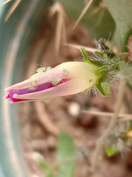 屋里放啥能去除各种虫子