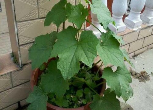 丝瓜叶子的功效与作用及食用方法