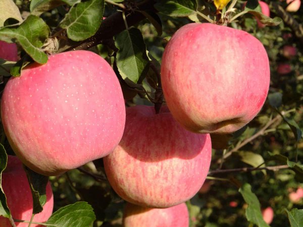 富士山果是什么水果