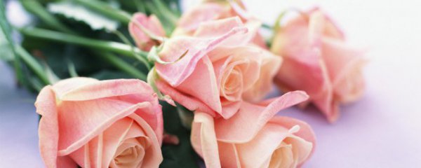 送生日礼物什么花比较合适