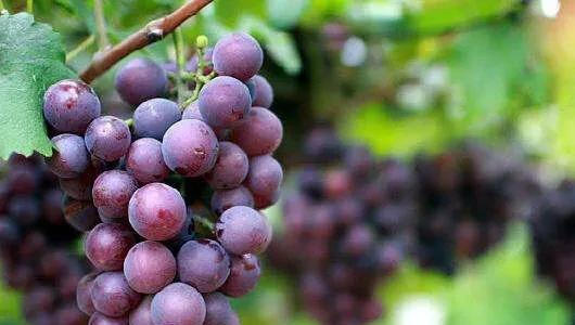 葡萄的生长需要什么肥料