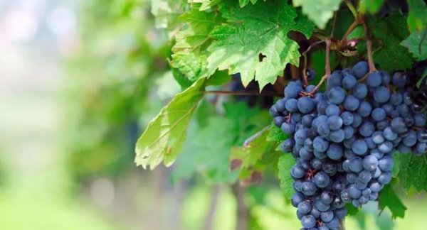 葡萄的生长需要什么肥料