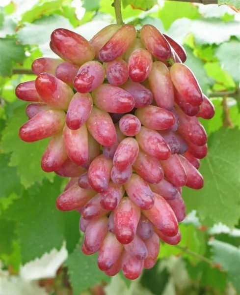 葡萄的生长需要什么肥料