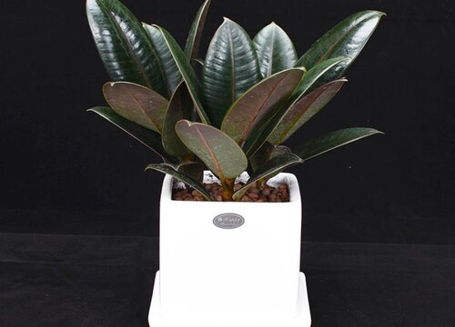 冬季怎么养橡皮树越冬更安全