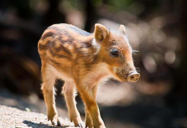 生肖猪的性格优点缺点