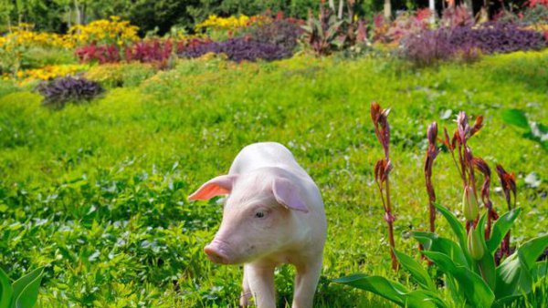 生肖猪的性格优点缺点