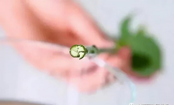 网上买的鲜花要醒花多久时间