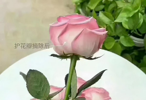 网上买的鲜花要醒花多久时间
