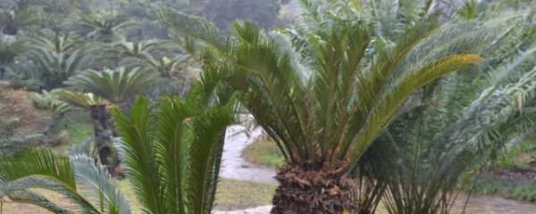 铁树可以放在客厅吗