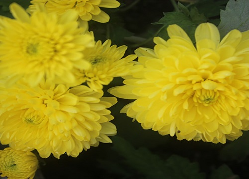 菊花是什么季节开的花