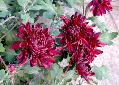 菊花是什么季节开的花