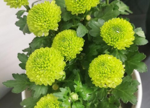 菊花是什么季节开的花