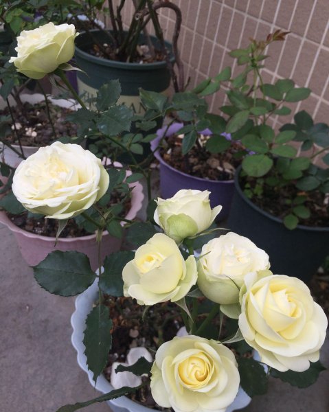 奶油龙沙宝石月季的优缺点