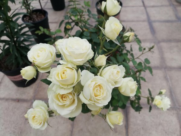 奶油龙沙宝石月季的优缺点