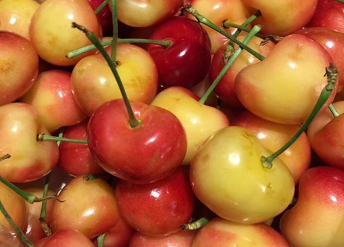 重庆樱桃什么时候成熟