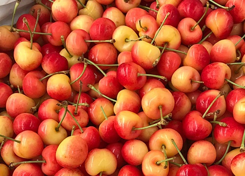 重庆樱桃什么时候成熟