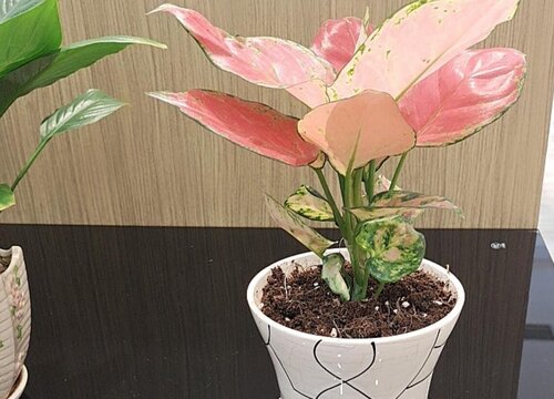 如意皇后摆放风水禁忌及正确摆放图