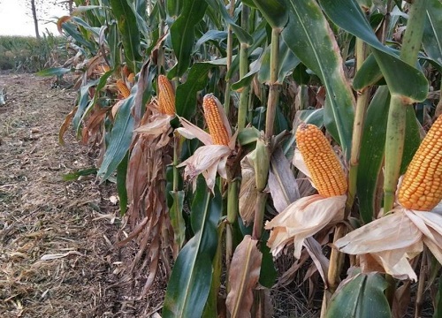 东单509玉米抗倒伏吗