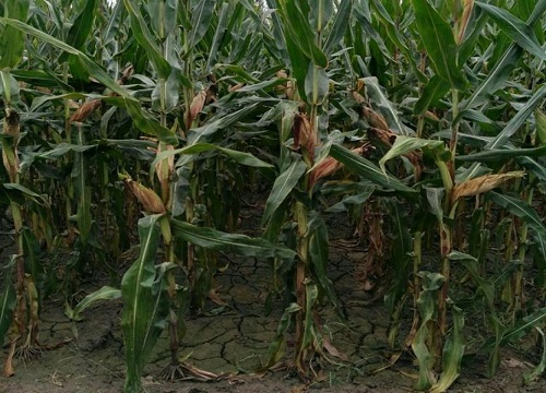 东单509玉米抗倒伏吗