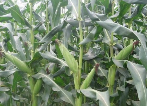 东单509玉米抗倒伏吗