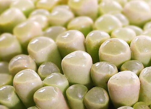 五十铃玉徒长了怎么办