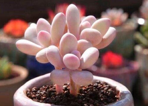 桃蛋浇水要浇透吗