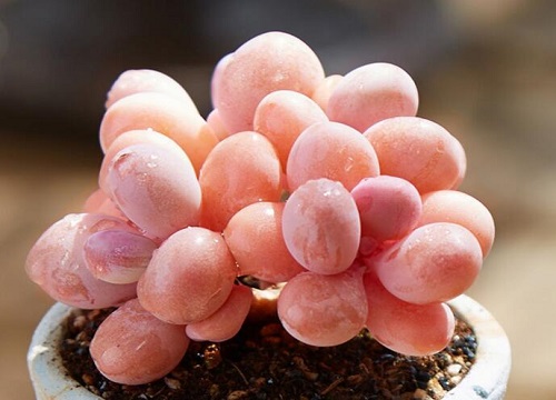 桃蛋浇水要浇透吗