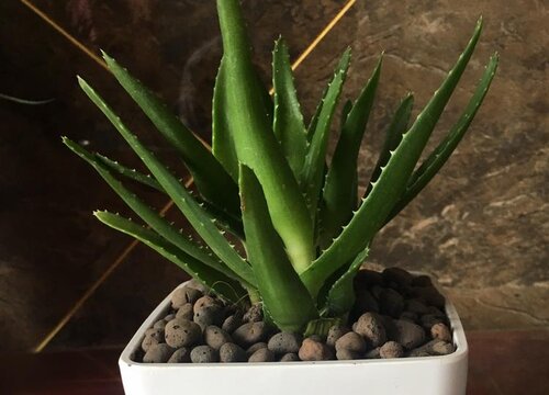 芦荟好养吗