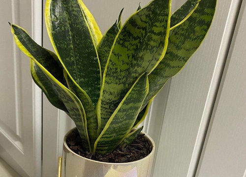 虎皮兰生长的慢是什么原因引起的