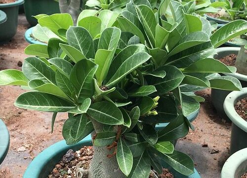 沙漠玫瑰掉叶子怎么回事