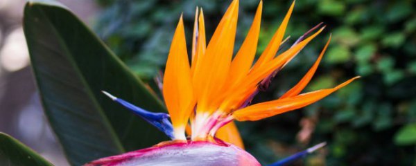 客厅适合养什么花或植物