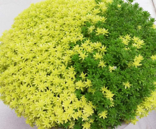 适合家里养的旺财多肉植物品种