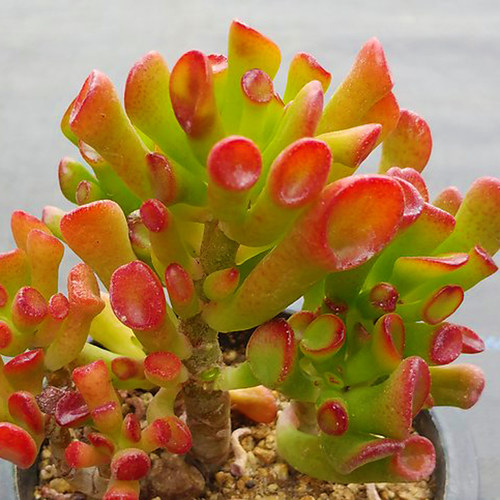 适合家里养的旺财多肉植物品种