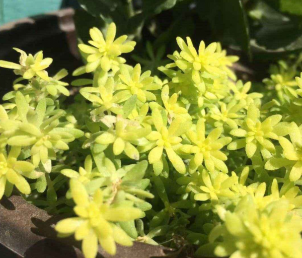 适合家里养的旺财多肉植物品种