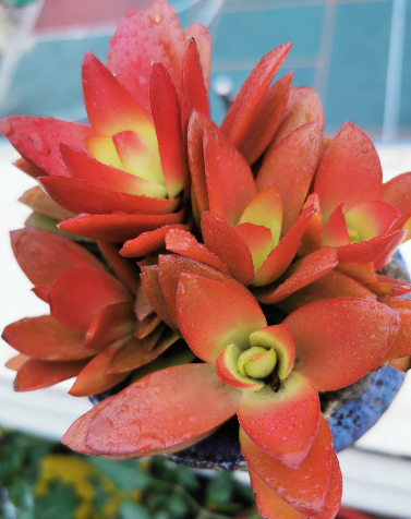 适合家里养的旺财多肉植物品种