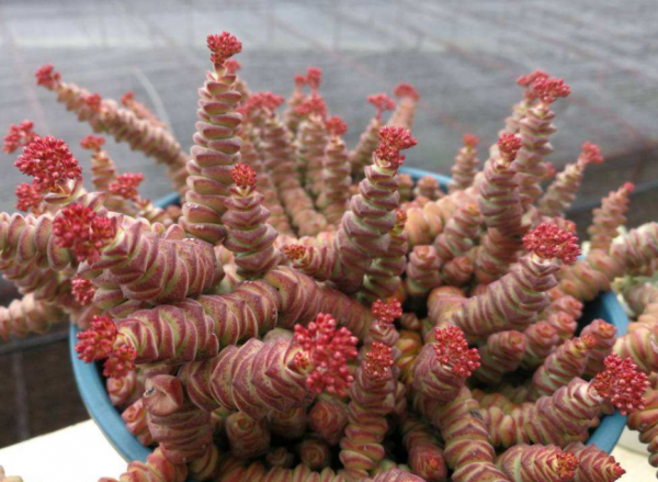 适合家里养的旺财多肉植物品种