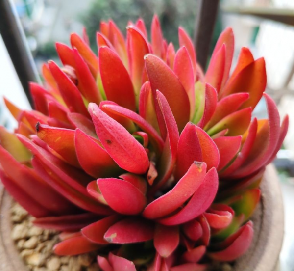 适合家里养的旺财多肉植物品种