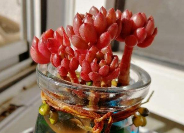 适合家里养的旺财多肉植物品种