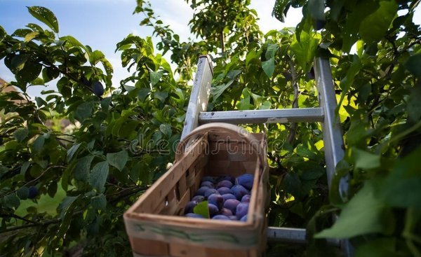 李子和西梅是一种水果吗