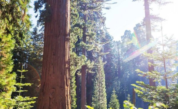 李子和西梅是一种水果吗