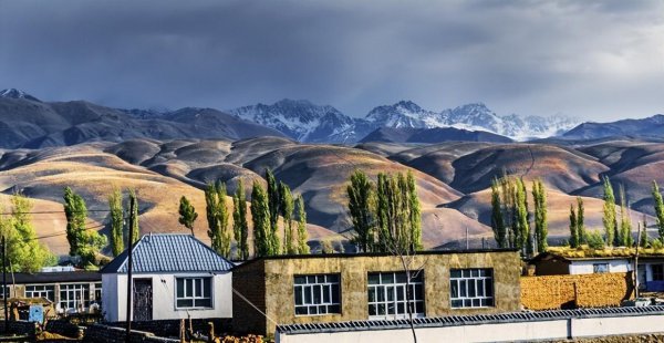 李子和西梅是一种水果吗