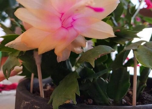 蟹爪兰生长前如何处理生长更旺盛