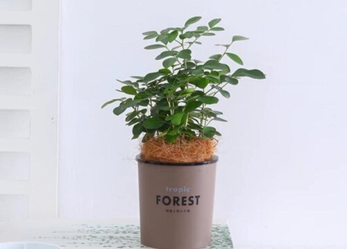 七里香有蚜虫怎么处理