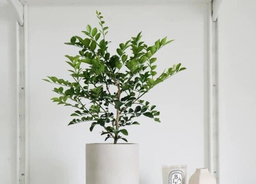 七里香有蚜虫怎么处理